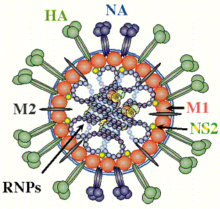 Funzioni della neuraminidasi (NA) tetramero scinde l acido sialico delle glicoproteine facilita il rilascio del virus da cellule