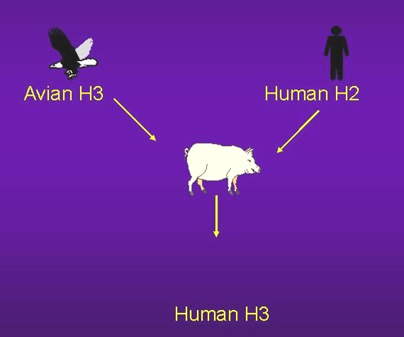 umani Virus aviario Virus umano Maiale: ruolo di mixing
