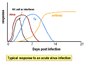 INTERFERON timecourse of virus