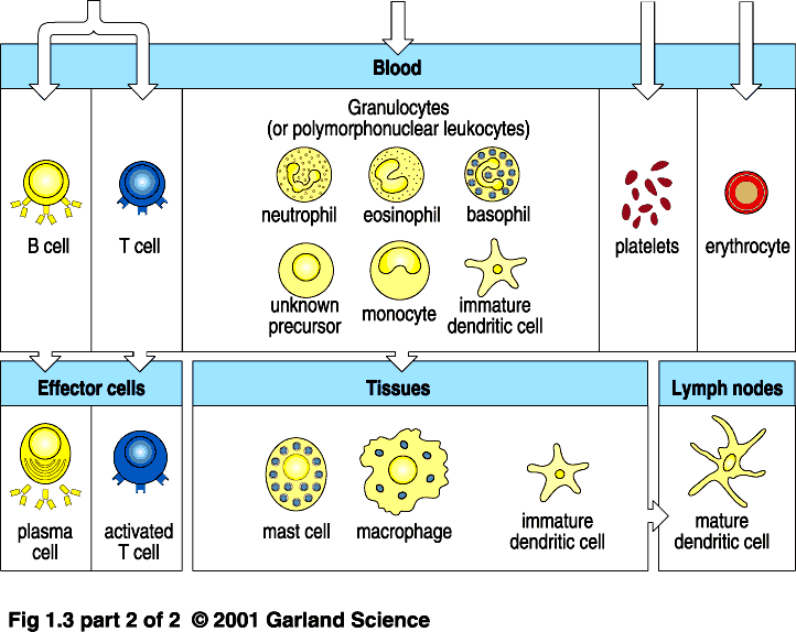 Distribuzione delle cellule ematiche nel