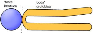 LIPIDI COMPOSTI FOSFOLIPIDI classe più importante dei lipidi strutturali; componenti fondamentali delle membrane cellulari GLICOLIPIDI abbondanti nel tessuto nervoso g l i c e r o l o Ac. grasso Ac.