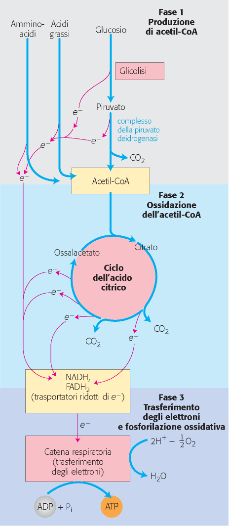 La respirazione cellulare Sono i processi molecolari in cui è coinvolto il consumo di O 2 e la formazione di CO 2 e H 2 O da parte della cellula.