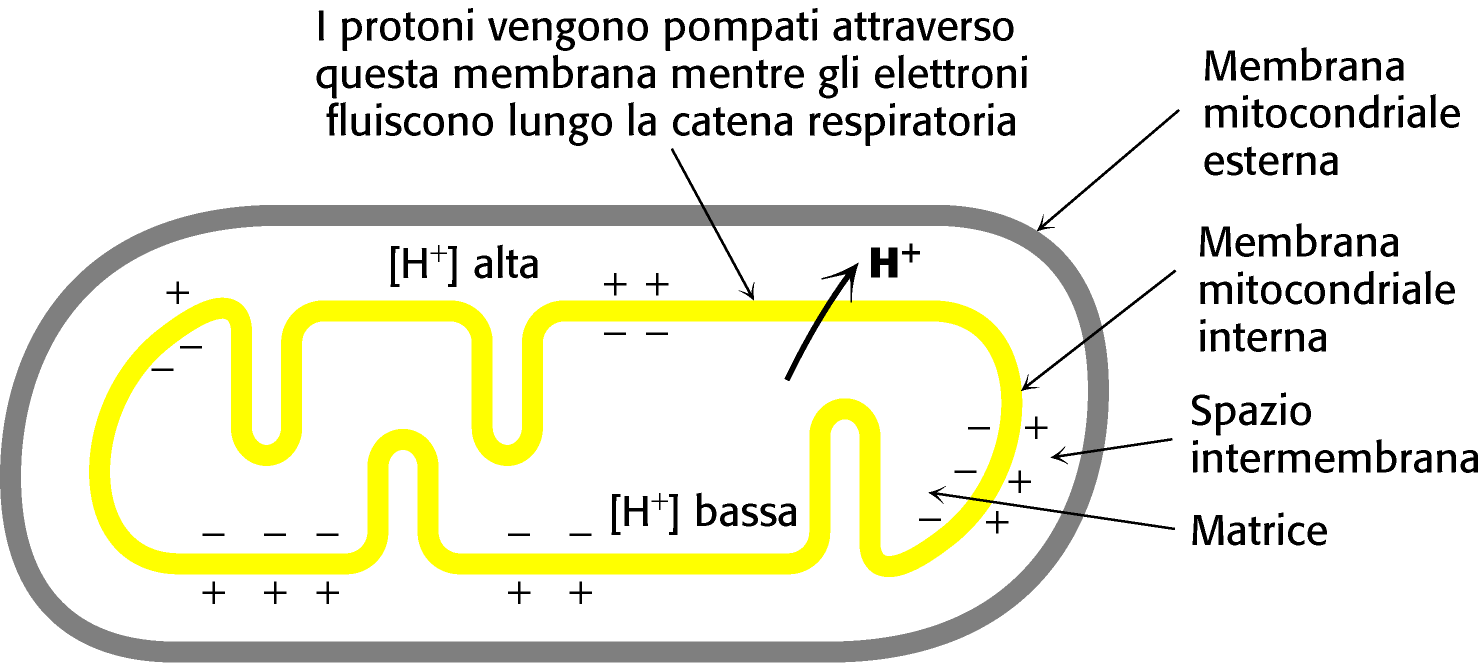 Teoria