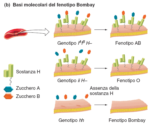 Fenotipo Bombay Attraverso l epistasi recessiva si è potuto interpretare un problema di