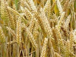 Tutto sulle farine La farina di frumento La farina di frumento è quella più conosciuta, fondamentalmente si distinguono due tipi merceologici di frumento: il grano tenero (Triticum aestivum o