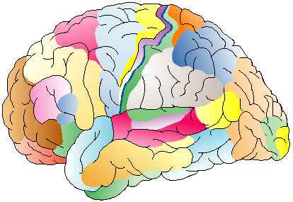 La corteccia del cervello Sostanza grigia (superficiale)