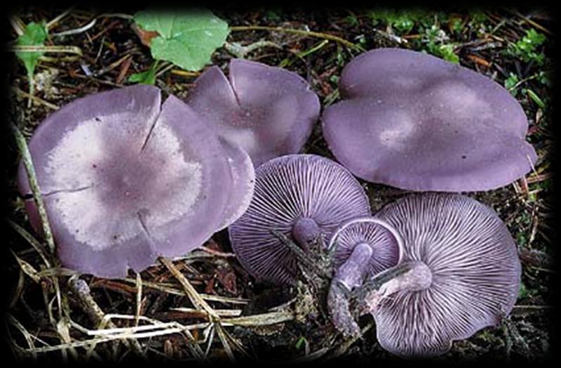 Agarico Violetto Tricholoma nudum I