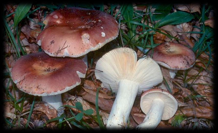 Russola Russula vesca I