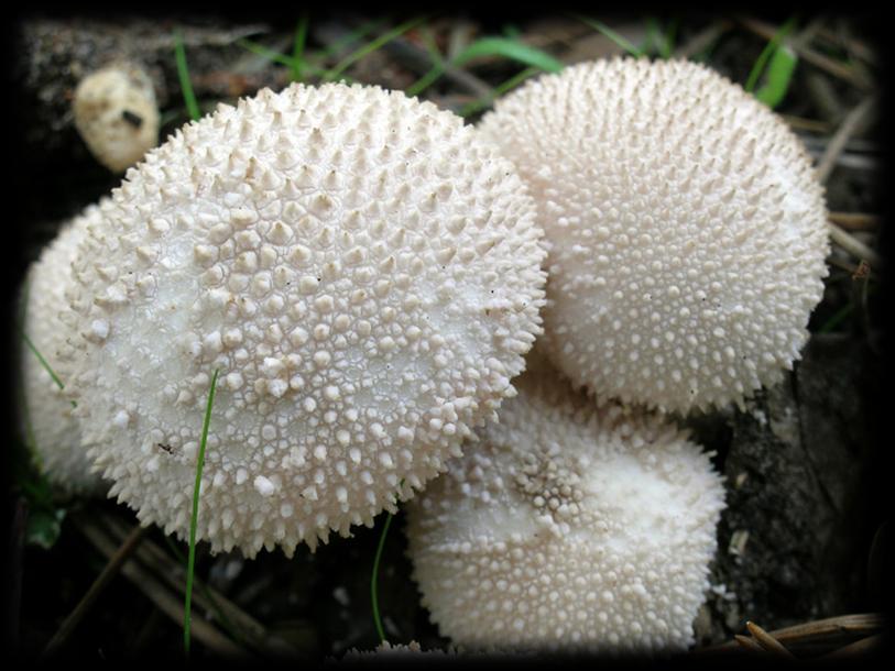 Vescia Lycoperdon perlatum I