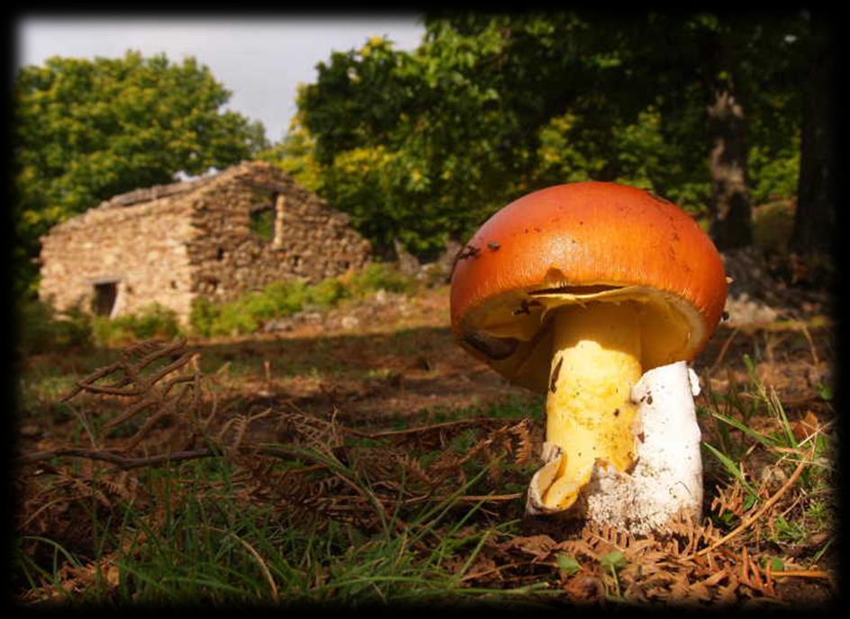 Ovolo Amanita caesarea I