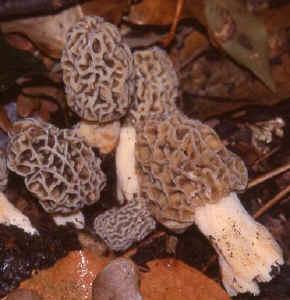 Spugnola Morchella conica I