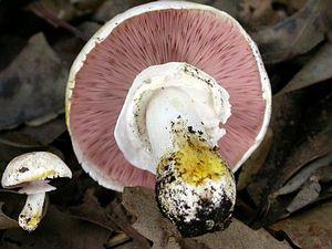 Agarico Xantoderma Psalliota