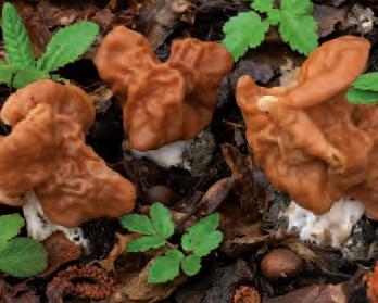 Gyromitra Gyromitra esculenta I