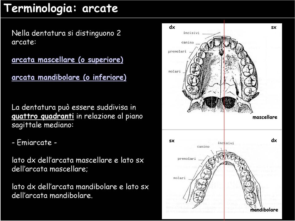 relazione al piano sagittale mediano: -Emiarcatelato dx dell arcata mascellare e lato sx dell