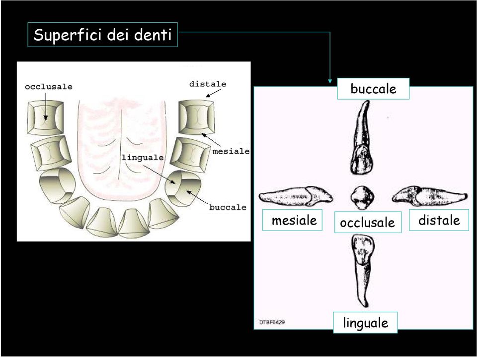 mesiale