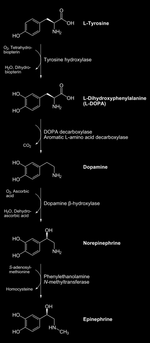 Funzioni dell ascorbato: sintesi della noradrenalina nelle
