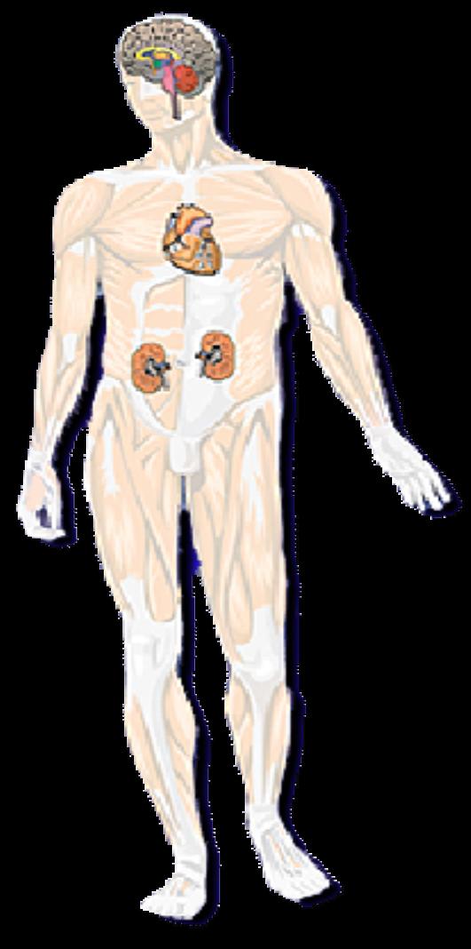 Malattia cardiovascolare e stroke Retinopatia diabetica Cardiomiopatia Nefropatia diabetica Neuropatia diabetica 1. Wingard DL et al. Diabetes Care 1993; 16: 1022-25. 2.