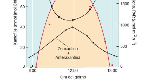 La zeaxantina è la più efficace nel dissipare calore In condizioni