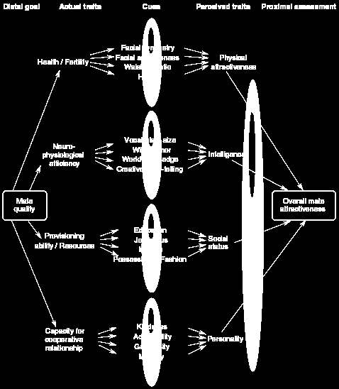 UN ESEMPIO OBIETTIVO TRATTI REALI SALUTE/FERTILITÀ EFFICIENZA CEREBRALE INDICI SIMMETRIA FACCIALE SIMMETRIA CORPOREA RAPPORTO VITA/FIANCHI ALTEZZA VOCABOLARIO UMORISMO CONOSCENZE PRATICHE CREATIVITÀ