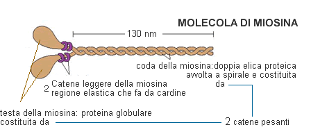 Miosina La miosina è costituita da sei subunità: due catene pesanti e quattro catene leggere.