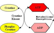 FONTI ENERGETICHE PER IL MUSCOLO NELL ATTIVITÀ FOSFOCREATINA ATP ADP + P Fosfocreatina cede il P all ADP, riconvertendolo