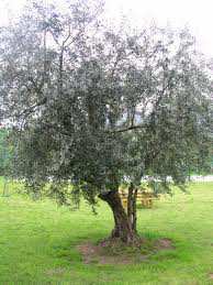 L Olivo L olivo è una pianta da frutto. I suoi frutti, le olive, sono impiegate nell estrazione dell olio.