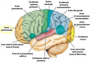 IPOTESI DELLE FUNZIONI ESECUTIVE (adulti e bambini) 3 spiegazioni fisiologiche: 1) Flusso sanguigno cerebrale.