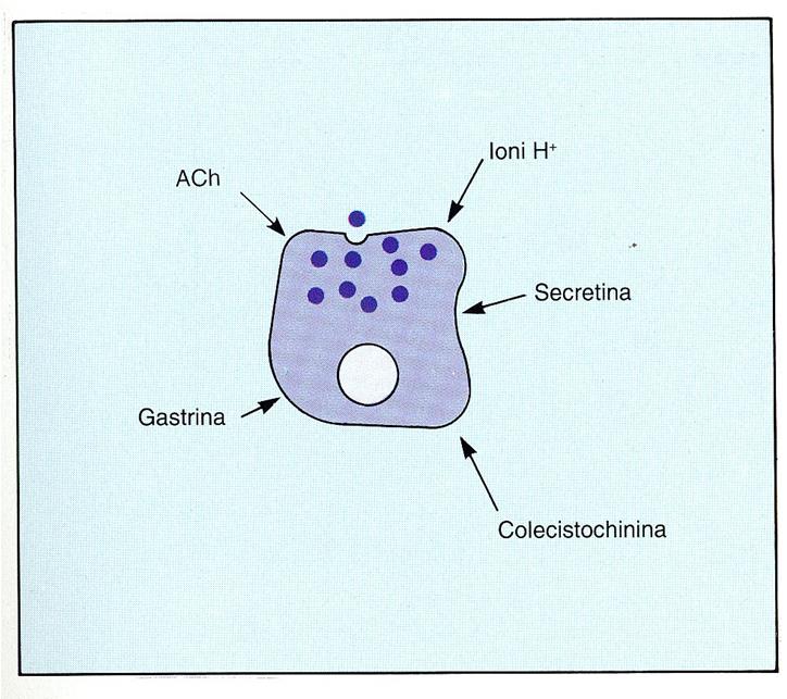 Secrezione di pepsinogeno dalle cellule principali ACh, H +, secretina, gastrina e