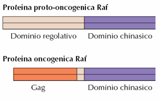 Possibile meccanismo di mutagenesi durante la cattura di un proto-oncogene da parte di un retrovirus Nella proteina oncogenica virale Raf,