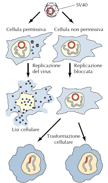 I virus oncogeni a DNA inducono la trasformazione cellulare quando si integrano nel
