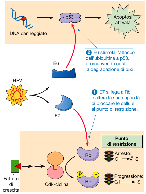 Le proteine E6 e E7 del virus