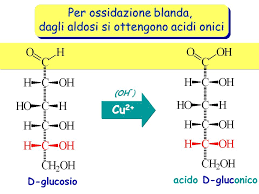 Acido gluconico I mosti provenienti da uve colpite da muffa nobile o/e grigia, contengono anche acidi derivati dall ossidazione degli zuccheri.