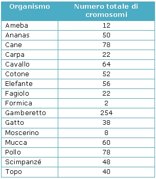 Cromosomi eucariotici Modello dei livelli di organizzazione che