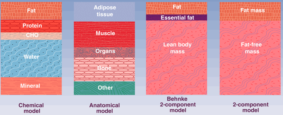 Fat mass Fat-free mass: -