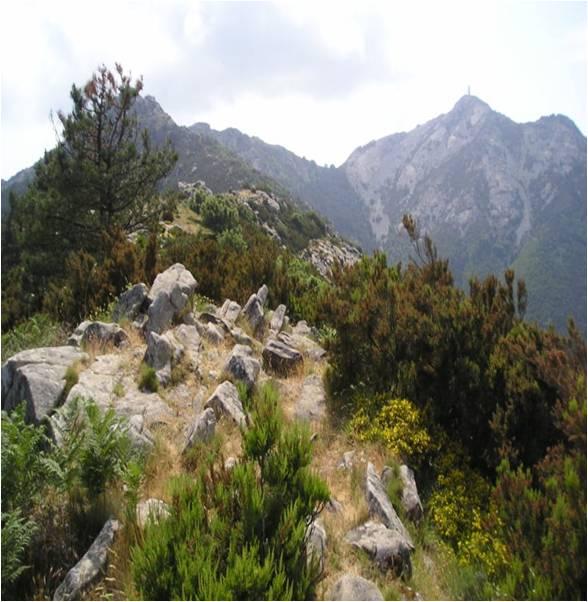 Formazioni tipiche della macchia mediterranea, derivanti da un intenso processo di degradazione della foresta di leccio Macchia alta, con leccio, corbezzolo, erica, ginestre, mirto e alaterno Macchia