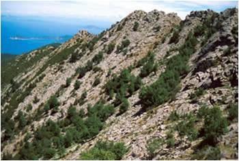 Sito di studio: il Monte Capanne MORFOLOGIA: Accidentata, con pendenze anche superiori al 50% Terreni poco profondi e