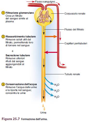 TUBULO RENALE (3 cm) tubulo prossimale* + ansa di henle + tubulo distale* Funzione di modificare la preurina attraverso i processi di riassorbimento e secrezione trasformandola nell urina definitiva
