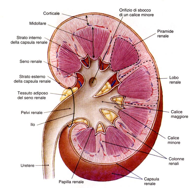 ESCRETRICI/URINARIE: calici renali pelvi renale ureteri (collegano i reni alla vescica) vescica (raccoglie