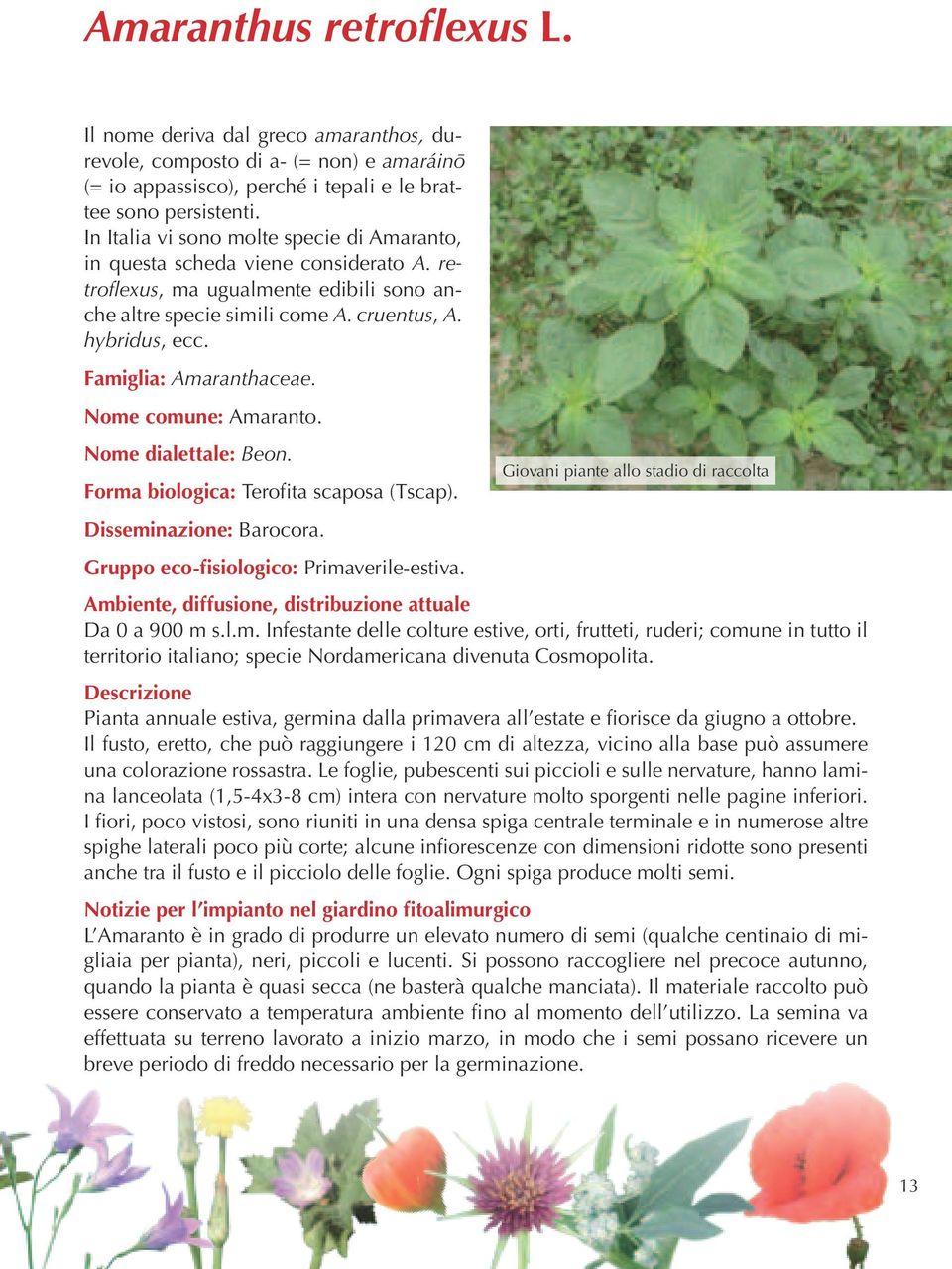 Famiglia: Amaranthaceae. Nome comune: Amaranto. Nome dialettale: Beon. Forma biologica: Terofita scaposa (Tscap). Disseminazione: Barocora.