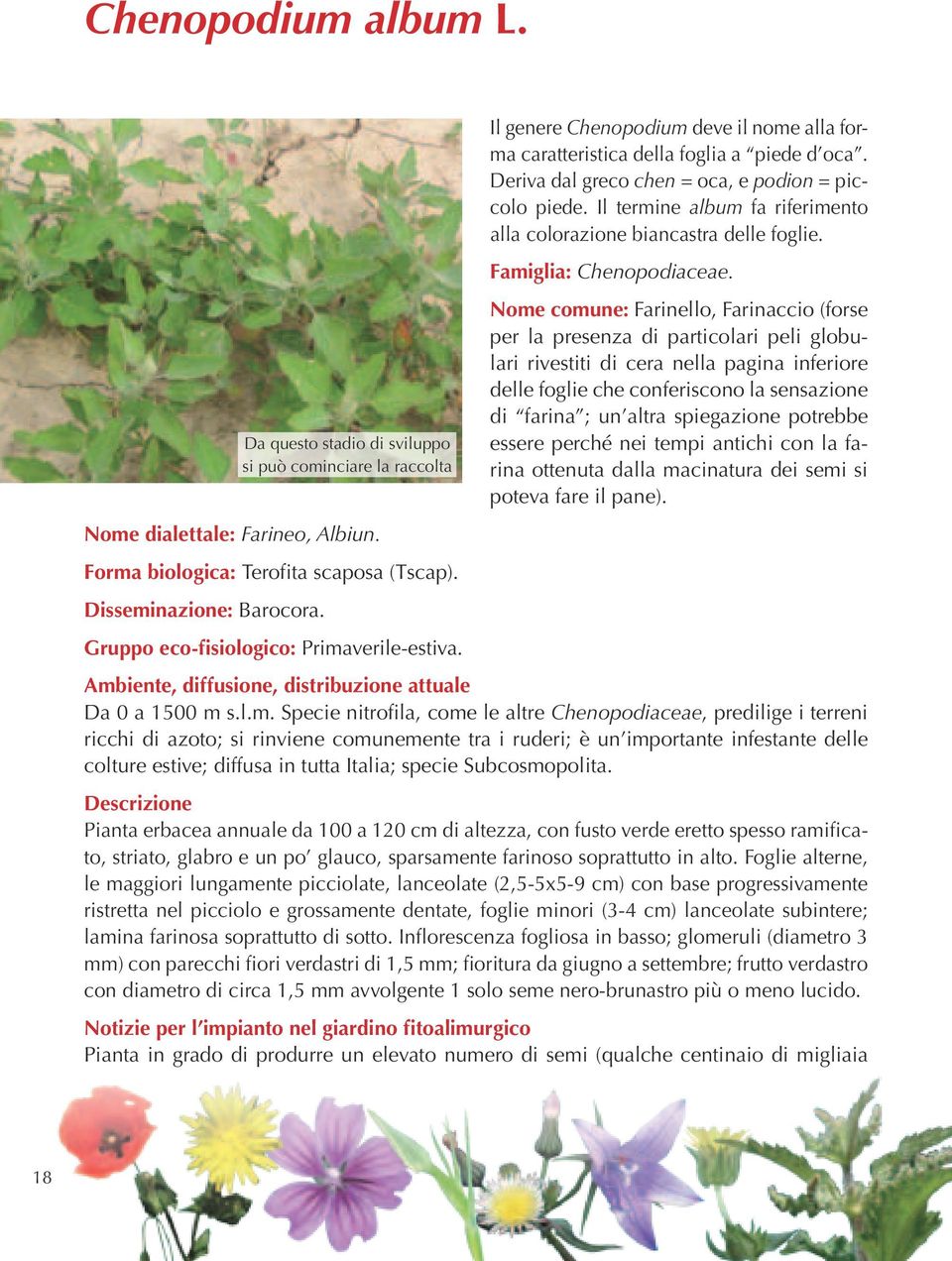 Deriva dal greco chen = oca, e podion = piccolo piede. Il termine album fa riferimento alla colorazione biancastra delle foglie. Famiglia: Chenopodiaceae.