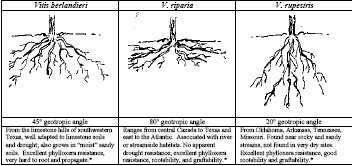 Portinnesto Angolo geotropico (º) Rupestris du Lot 20 Vitis berlandieri 25-30 V. berlandieri x V.