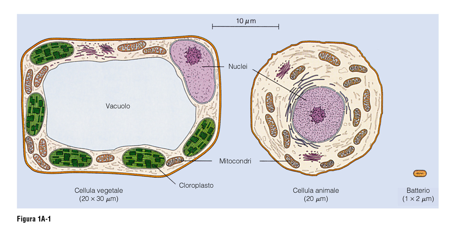 02/12/2014 Cellula procariotica Cellula eucariotica Le cellule si