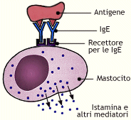 Ipersensibilità di Tipo I anafilattica mediata da IgE legate a mastociti e granulociti basofili Recettori per IgE: ad