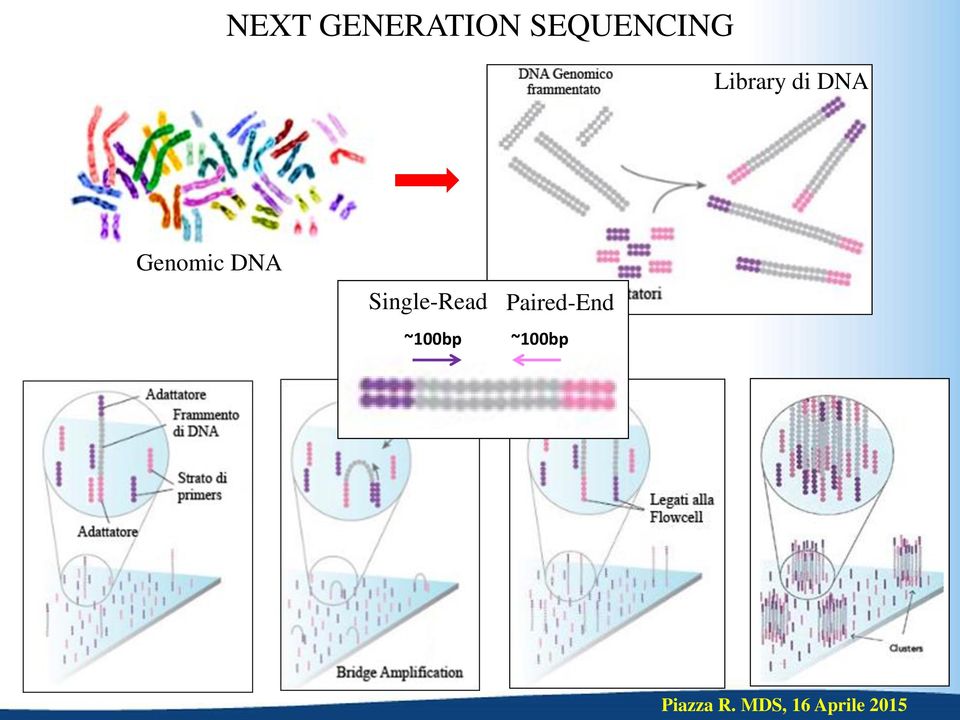 DNA Genomic DNA