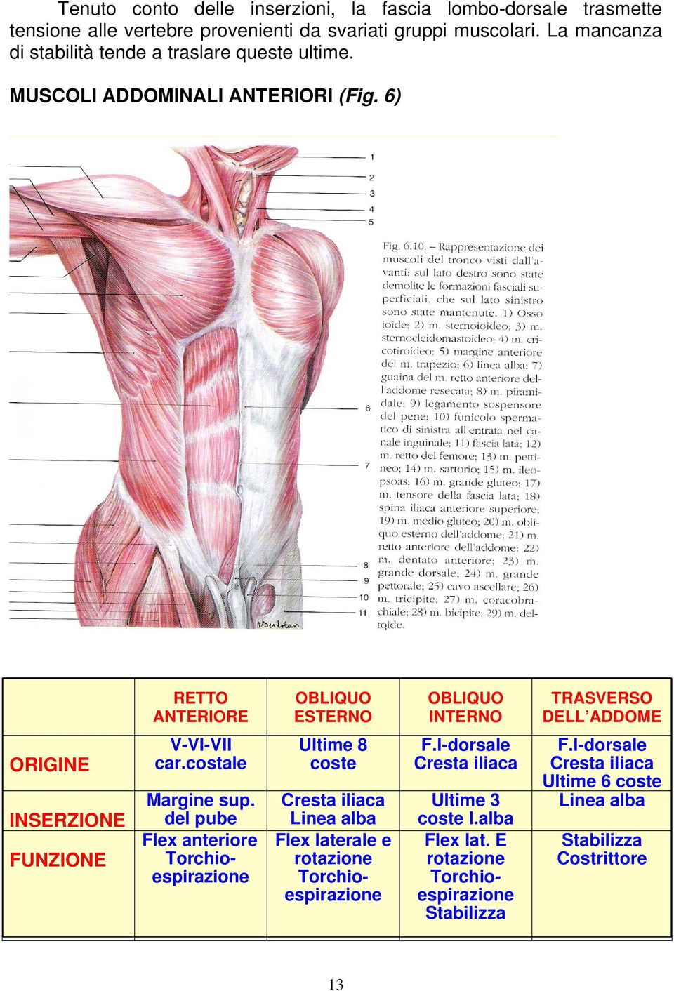 6) RETTO ANTERIORE OBLIQUO ESTERNO OBLIQUO INTERNO TRASVERSO DELL ADDOME ORIGINE INSERZIONE FUNZIONE V-VI-VII car.costale Margine sup.