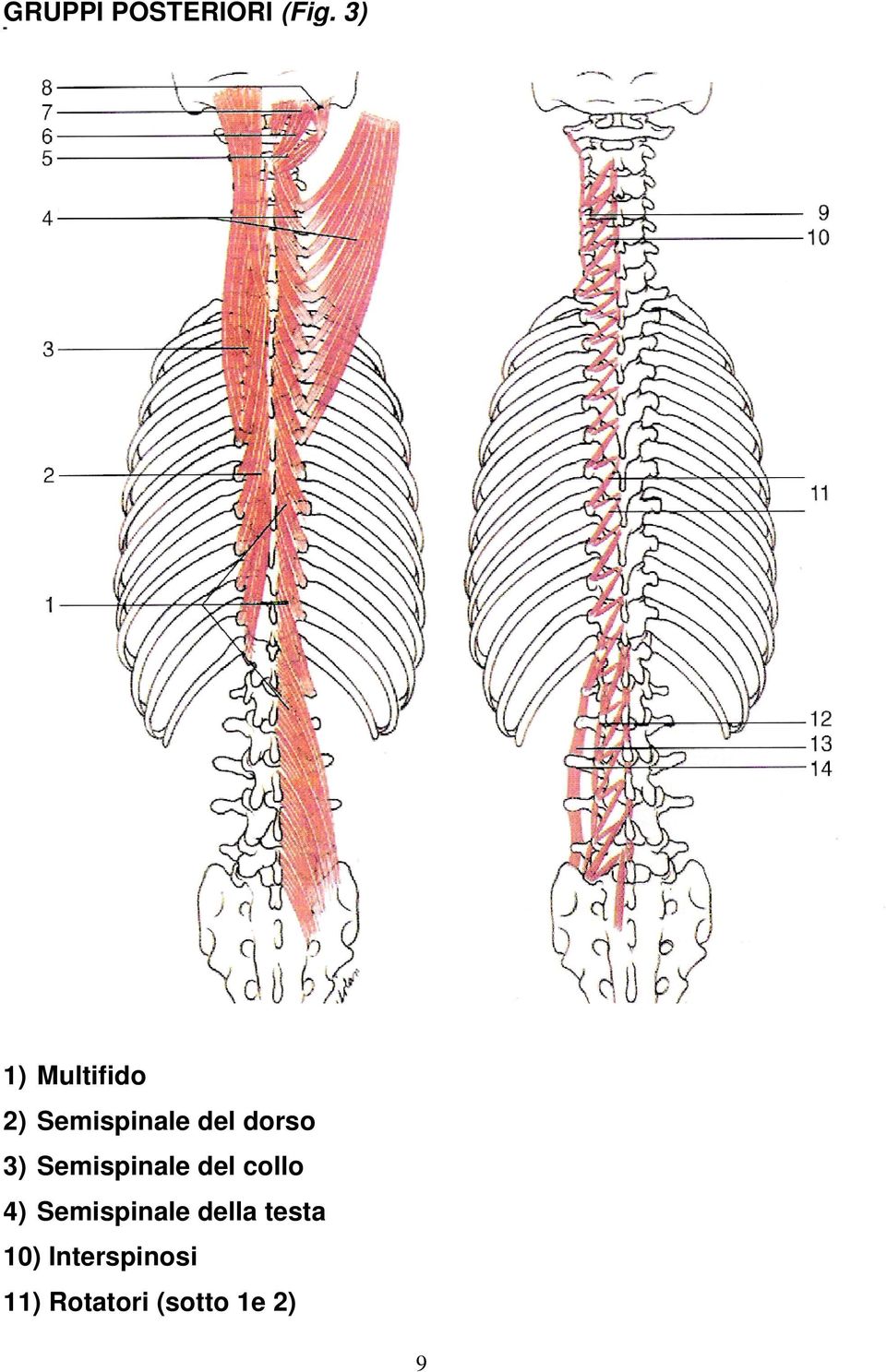 3) Semispinale del collo 4) Semispinale