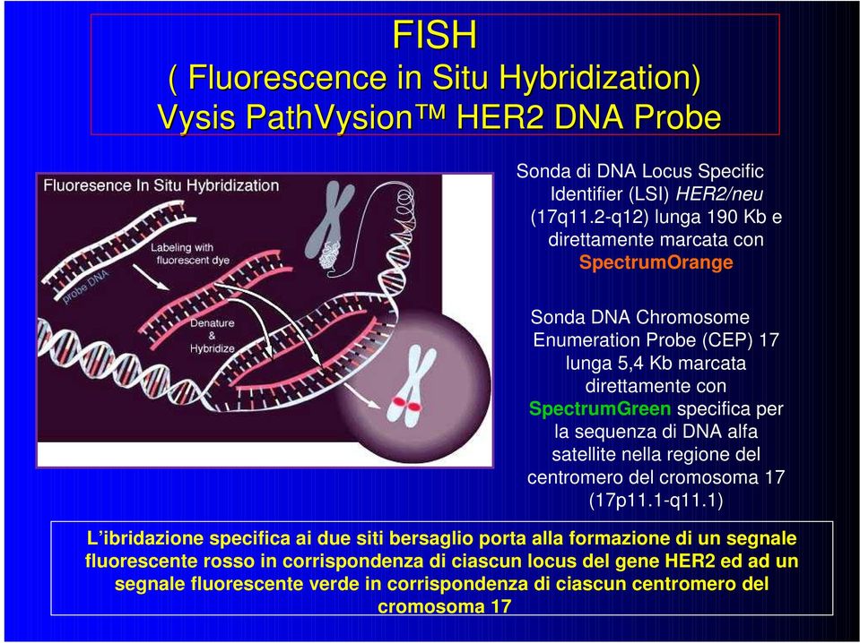 specifica per la sequenza di DNA alfa satellite nella regione del centromero del cromosoma 17 (17p11.1-q11.