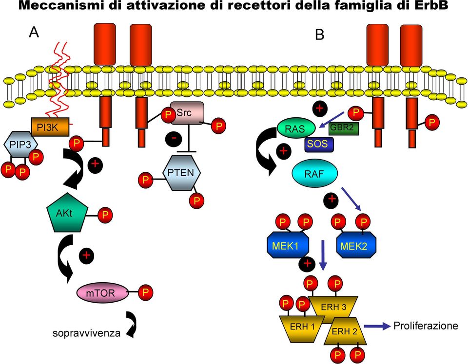 RAS + SOS RAF P GBR2 + P P P P P + MEK1 + MEK2 mtor P P