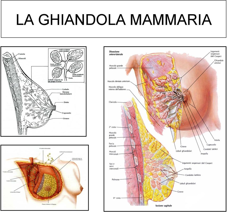 MAMMARIA