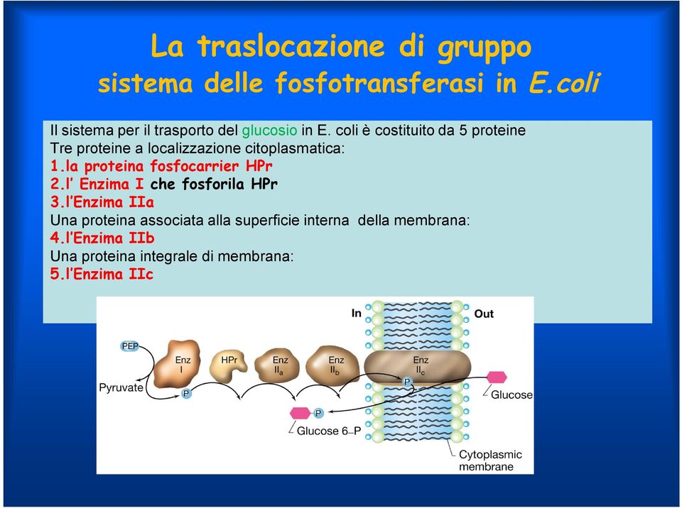 coli è costituito da 5 proteine Tre proteine a localizzazione citoplasmatica: 1.